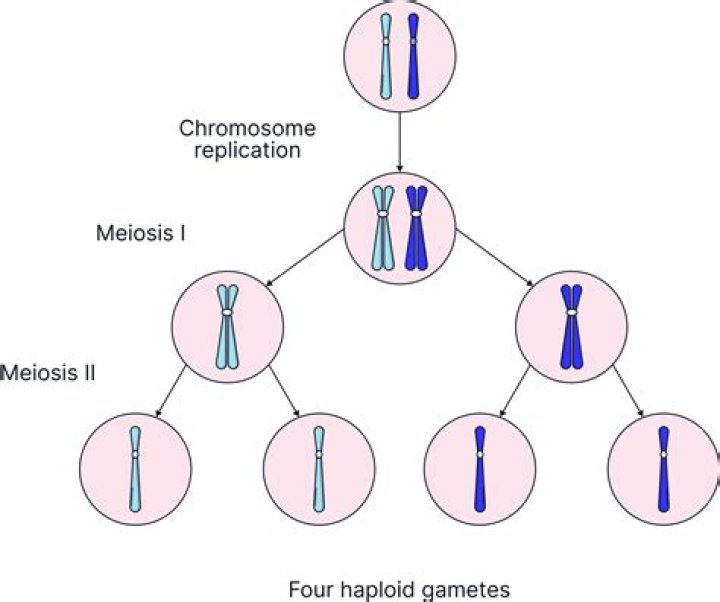 During which division does the halving of chromosome occur?