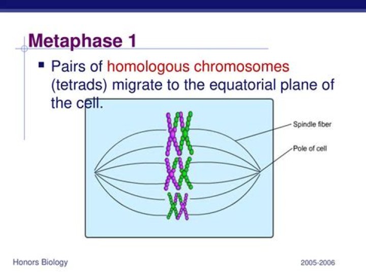 During which stage do chromosomes line up in pairs on the equatorial plane?