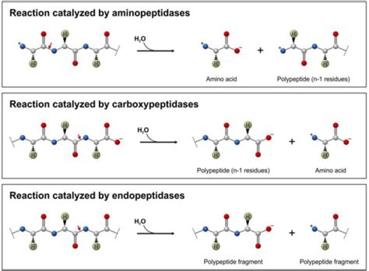 For activity carboxypeptidase requires?