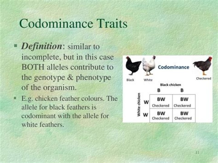 For codominant traits heterozygous have the phenotype of?