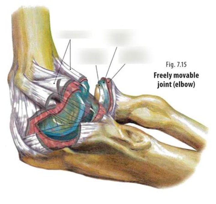 For freely movable joints?