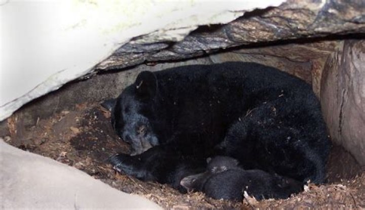 For how long hibernation?