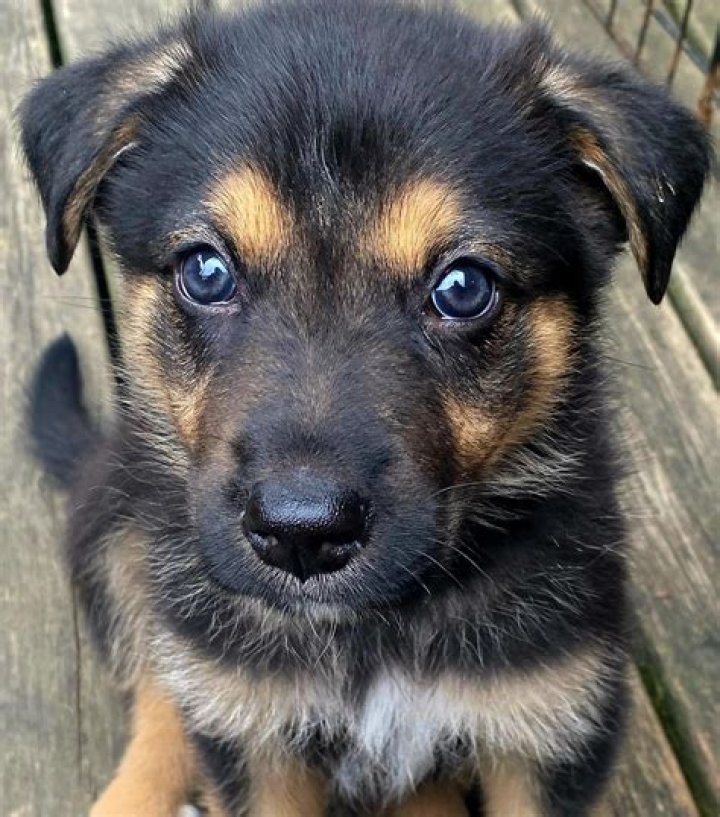 For sale german shepherds?