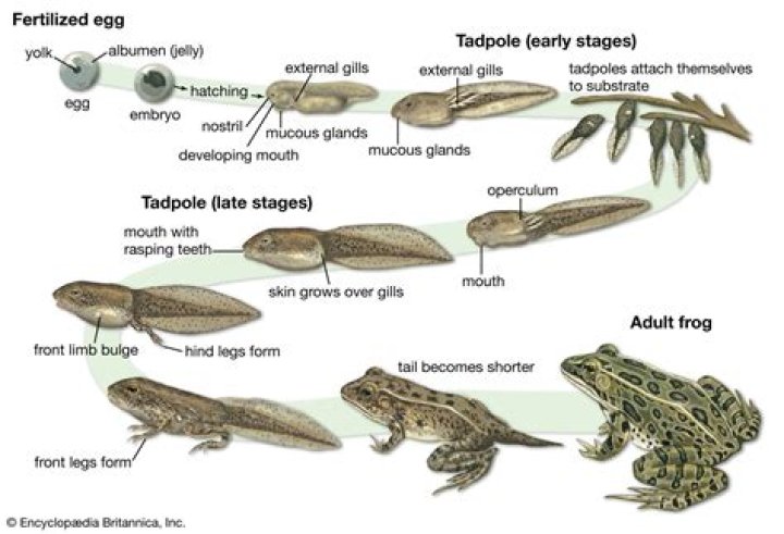 For the metamorphosis of tadpoles?