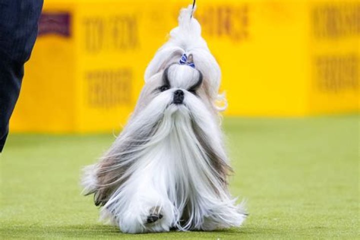 Has a bichon ever won westminster?