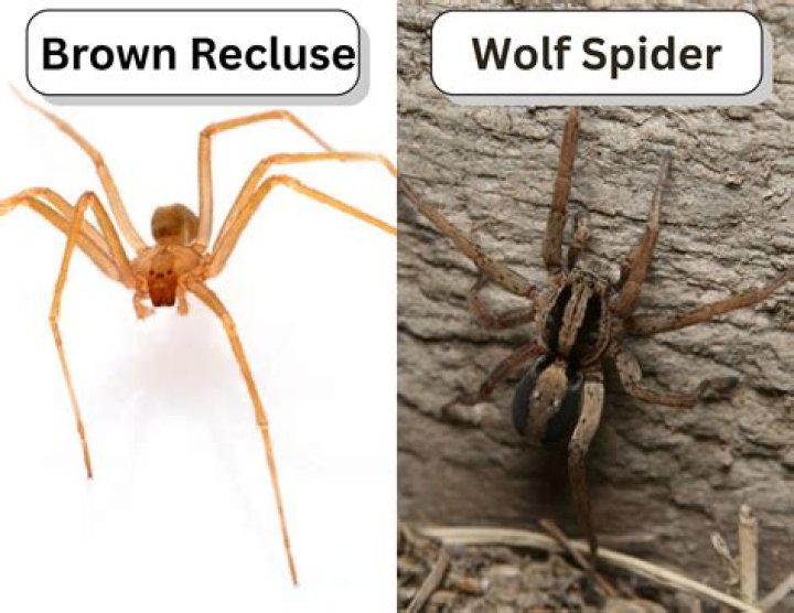 Has a brown recluse spider?