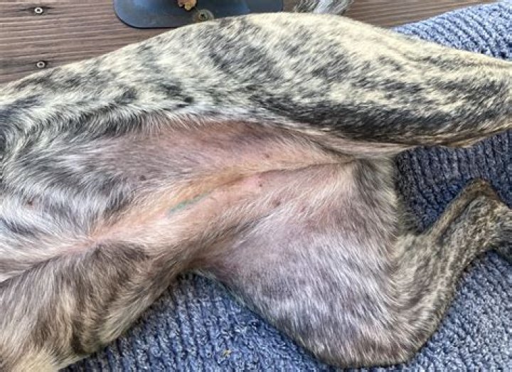 Has a dog ever died from being spayed?