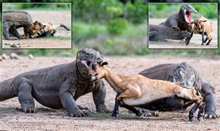 Has a komodo dragon ever killed a human?