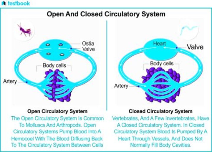 Has a mantle and an open circulatory system?