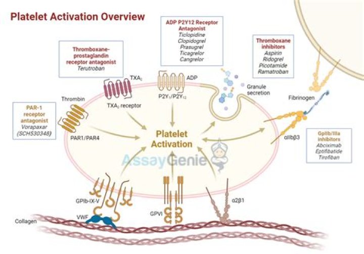 Has a role in platelet aggregation?