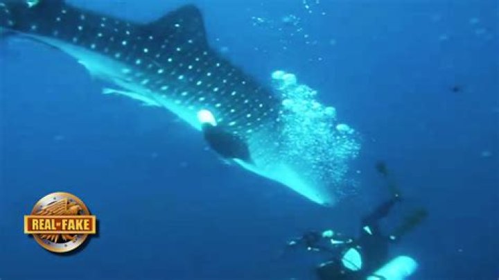 Has a whale shark ever eaten a human?