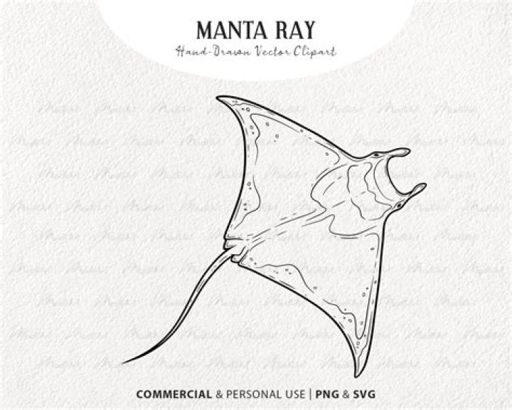 Has anyone died from a manta ray?