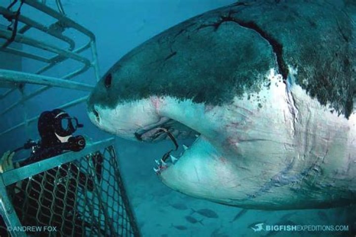 Has anyone swam with great white sharks?