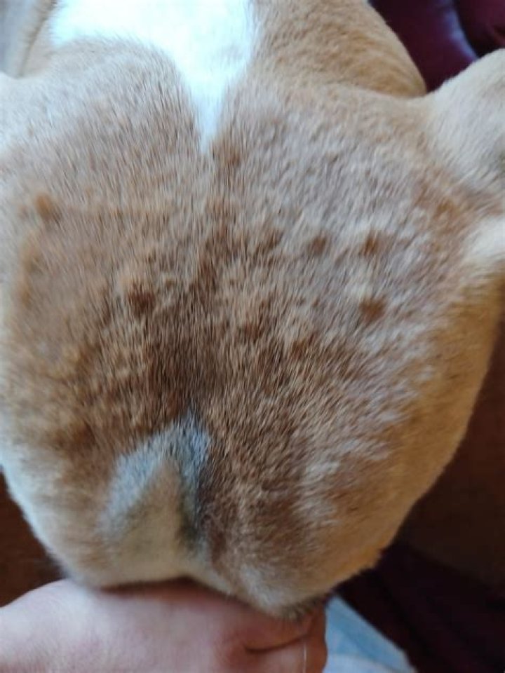 Has my puppy got fleas?