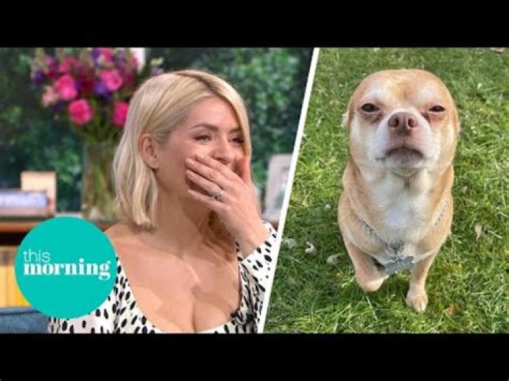 Has prancer the chihuahua been adopted?