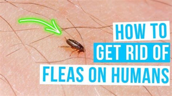 Has pretty little thing still got fleas?