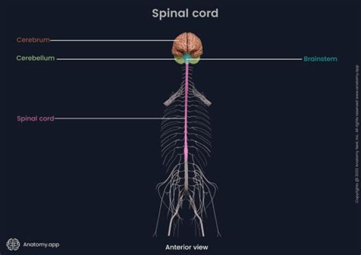 Has the brain and spinal cord?