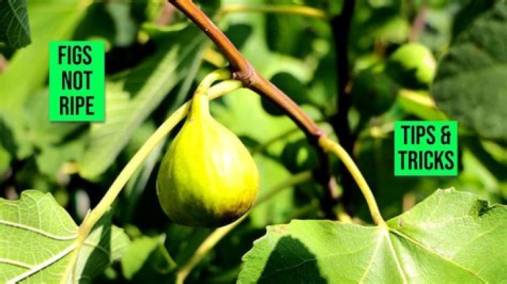 How a fig ripens?