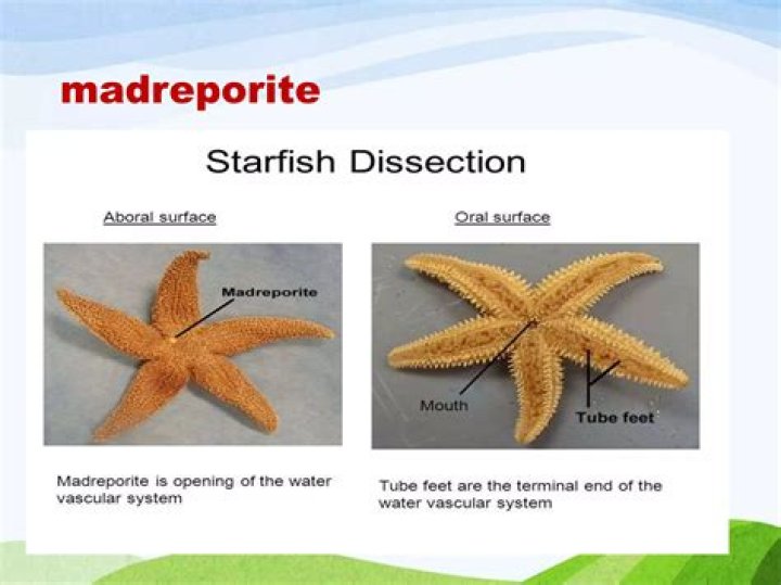 How a madreporite works?