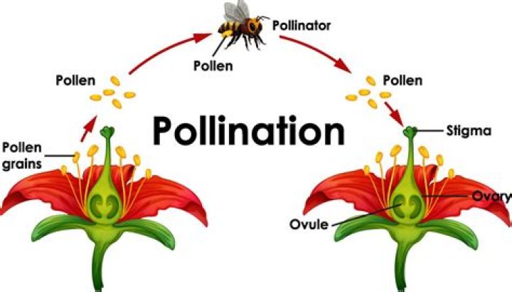 How a plant reproduces?