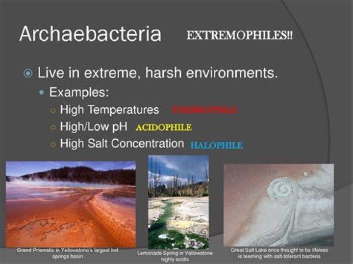 How are archaebacteria able to tolerate extremes of climate?