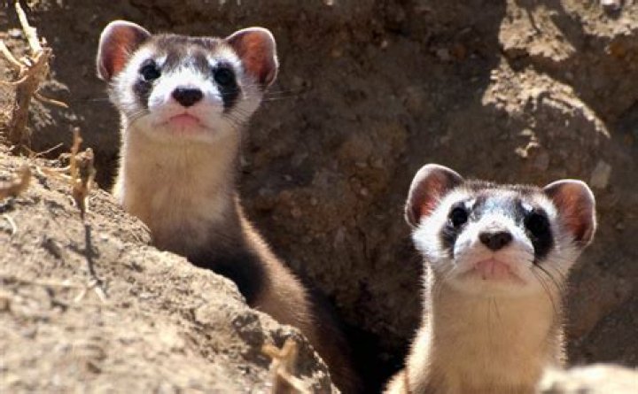 How are black footed ferrets endangered?