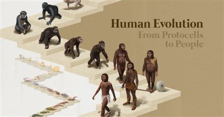 How are humans social beings?