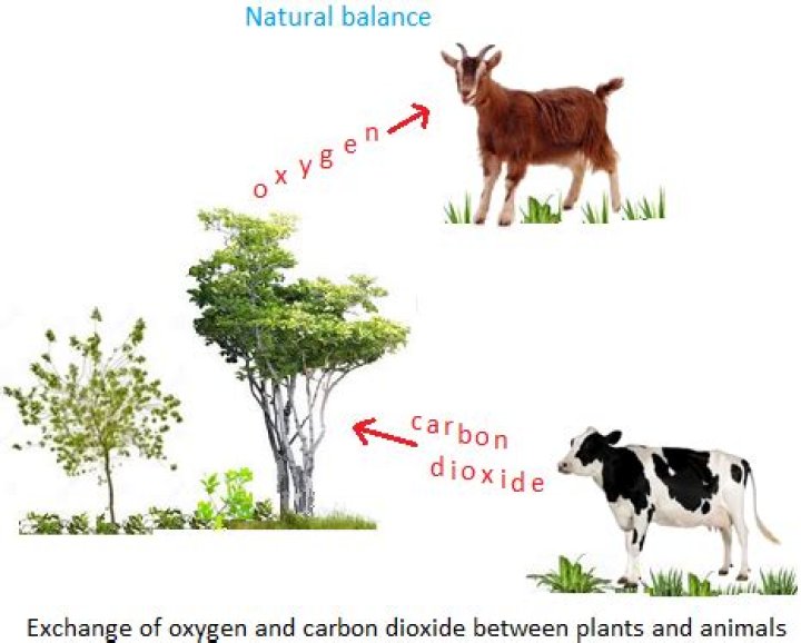 How are plants and animals interdependent?