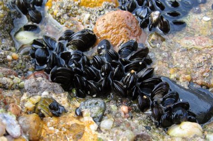 How are sea mussels born?
