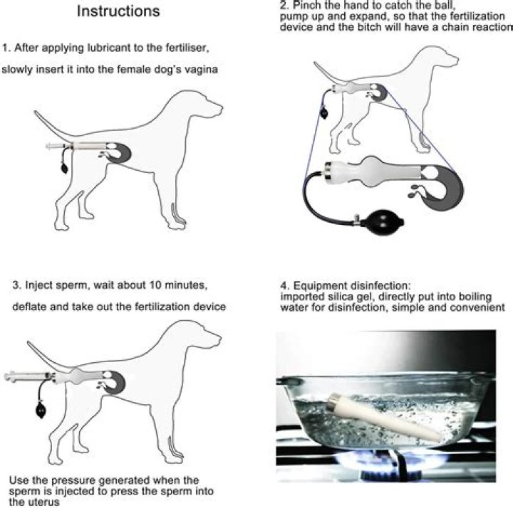 How artificially inseminate a dog?