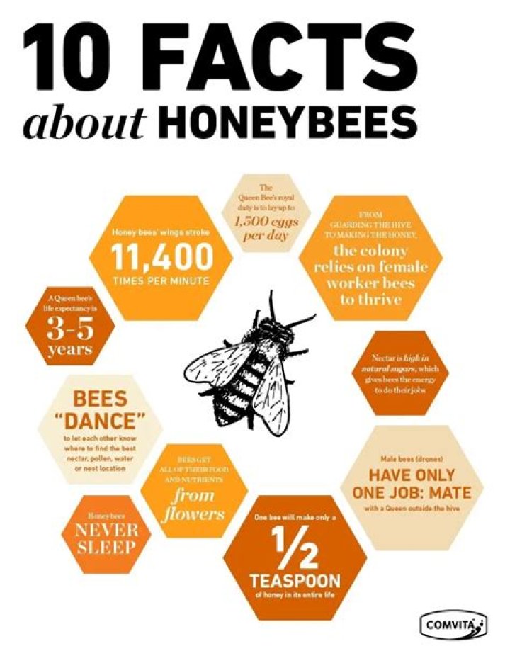 How bees honey facts?