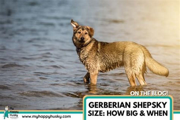 How big do gerberian shepsky get?