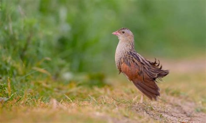How big is a corncrake?
