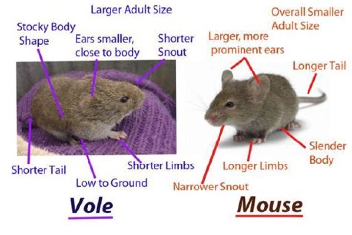 How big is a vole?