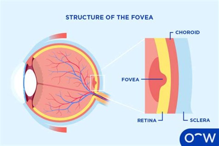 How big is the fovea?