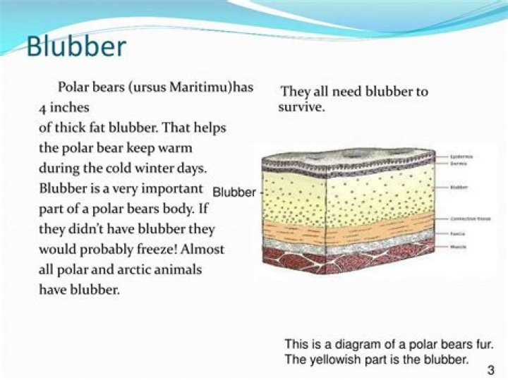 How blubber keeps animals warm?
