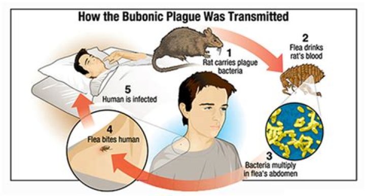 How bubonic plague spread?