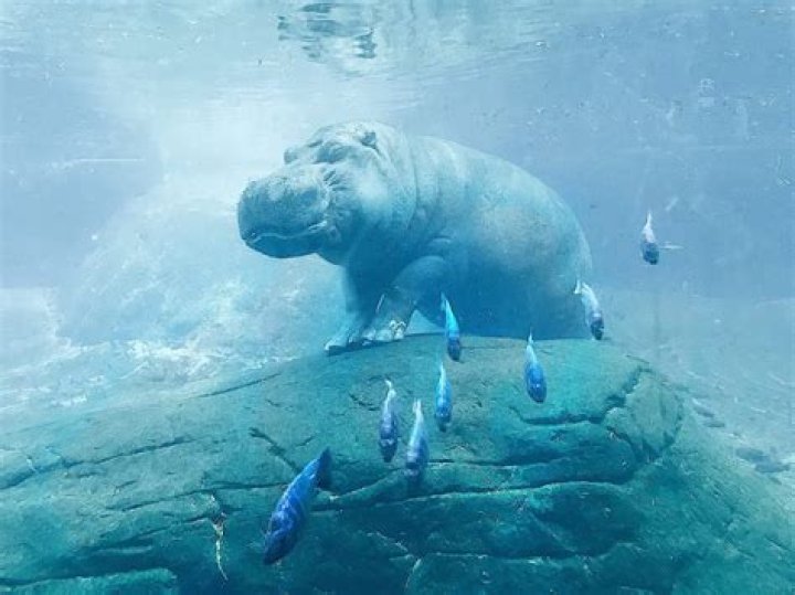 How can hippos breathe underwater?