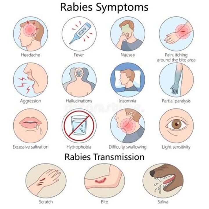 How cujo get rabies?