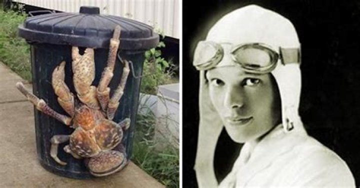 How did amelia earhart die crabs?