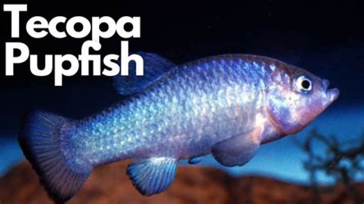 How did tecopa pupfish?