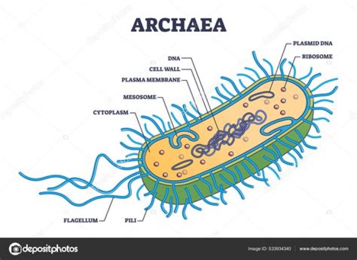 How do archaea move?