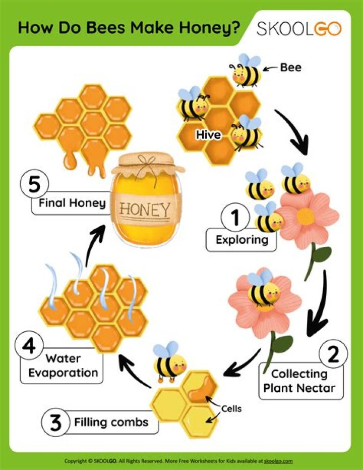 How do bees make honey?