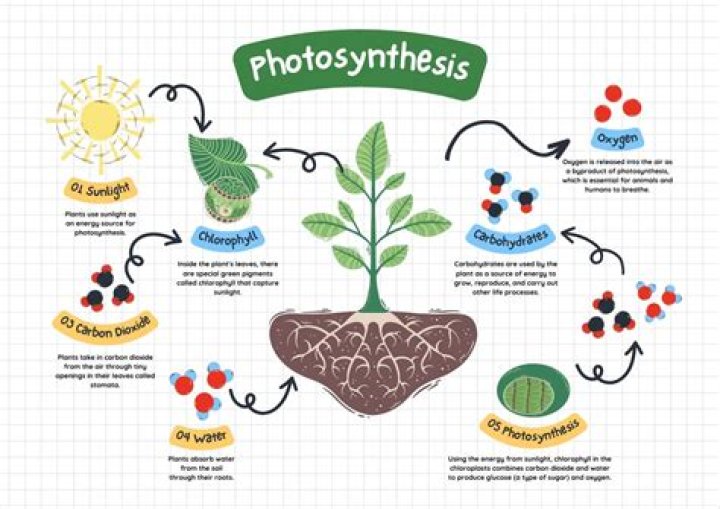 How do carotenoids assist in the photosynthetic process?