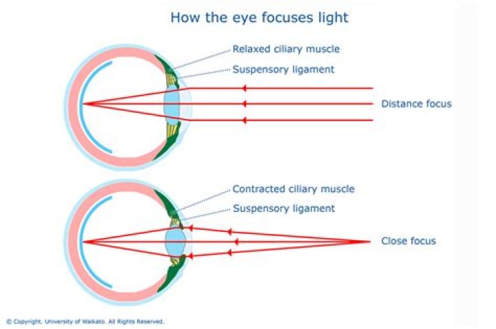How do ciliary muscles change the shape of the lens?