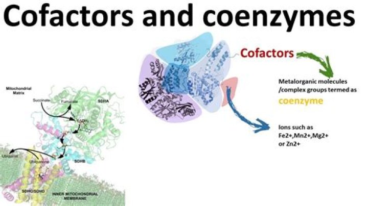 How do cofactors help enzymes?