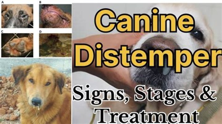 How do dogs get distemperment?
