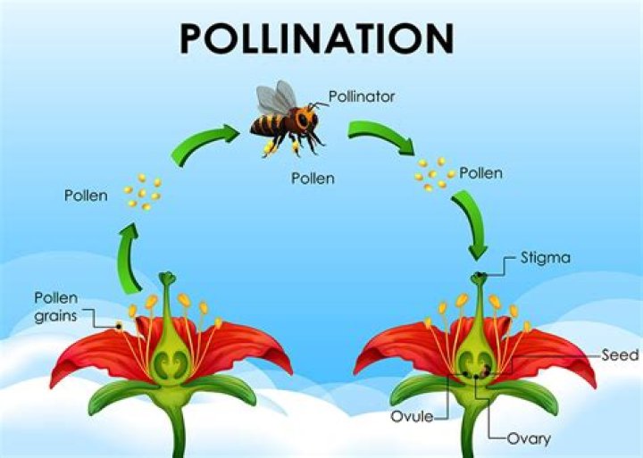 How do flowers attract pollinators?