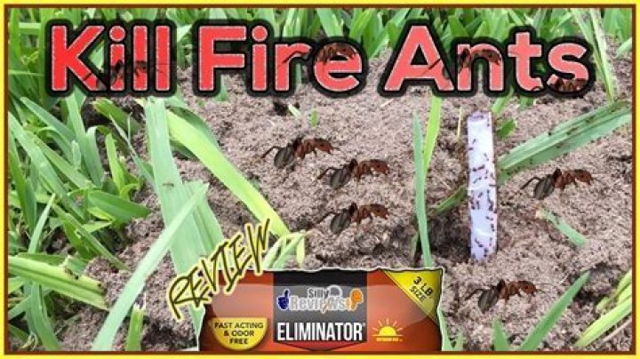 How do granules kill ants?