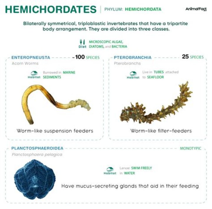 How do hemichordates feed?